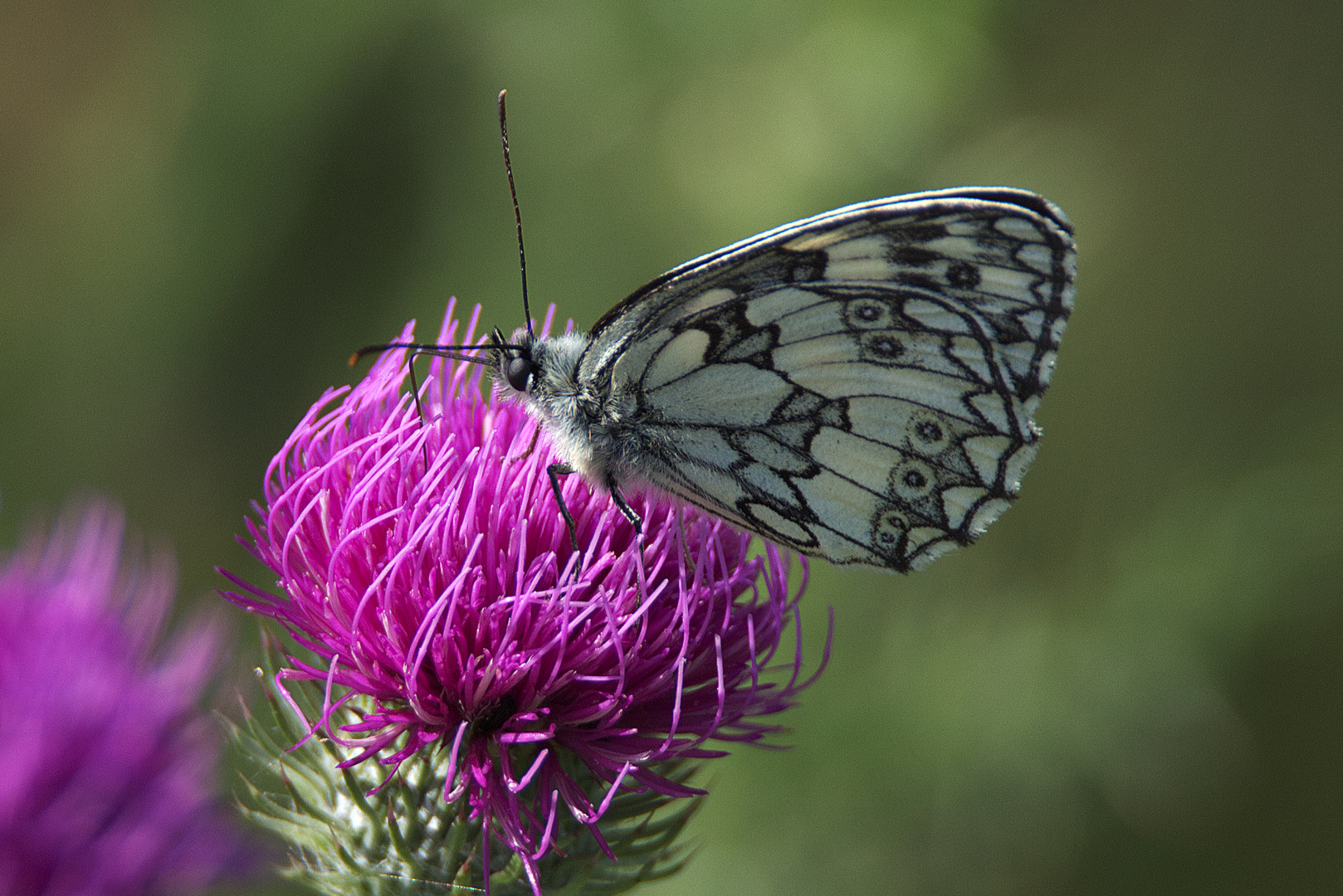 Schachbrett Schmetterling