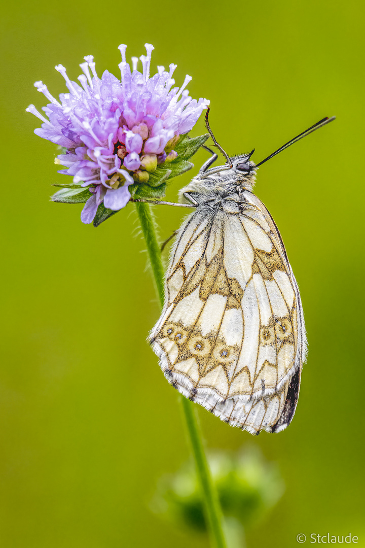 Schachbrett Schmetterling