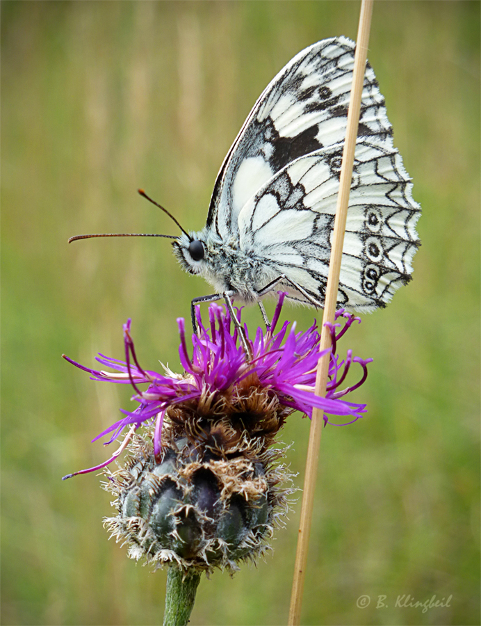 Schachbrett - Schmetterling