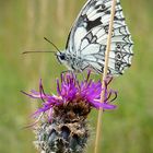 Schachbrett - Schmetterling