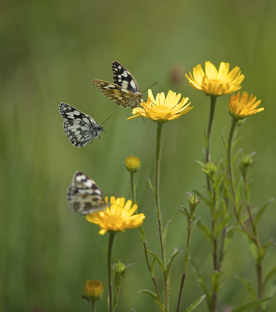 Schachbrett (Schmetterling)