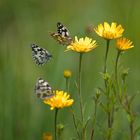 Schachbrett (Schmetterling)