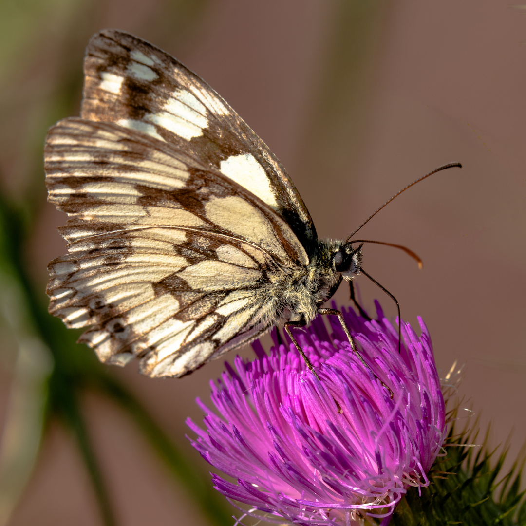 Schachbrett Schmetterling