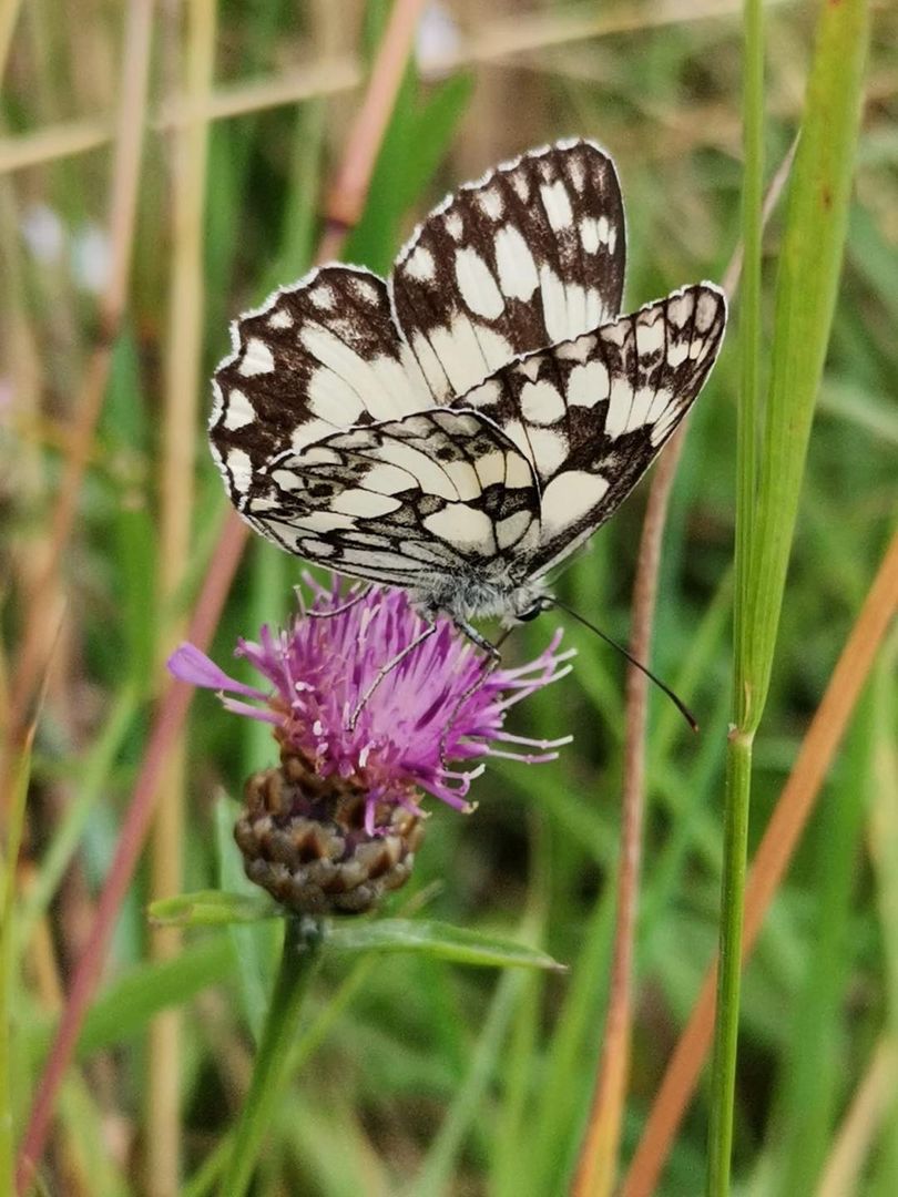 Schachbrett Schmetterling auf Wiesen - Flockenblume