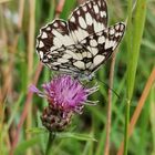 Schachbrett Schmetterling auf Wiesen - Flockenblume