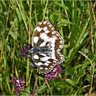 Schachbrett Schmetterling