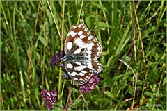 Schachbrett Schmetterling