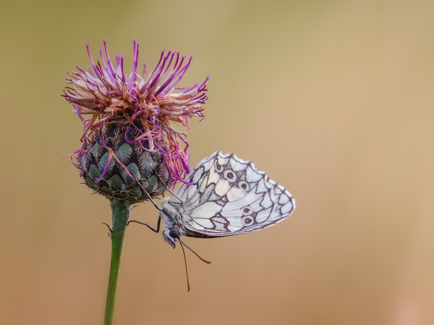 Schachbrett Schmetterling (Melanargia galathea)