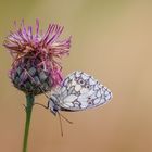 Schachbrett Schmetterling (Melanargia galathea)