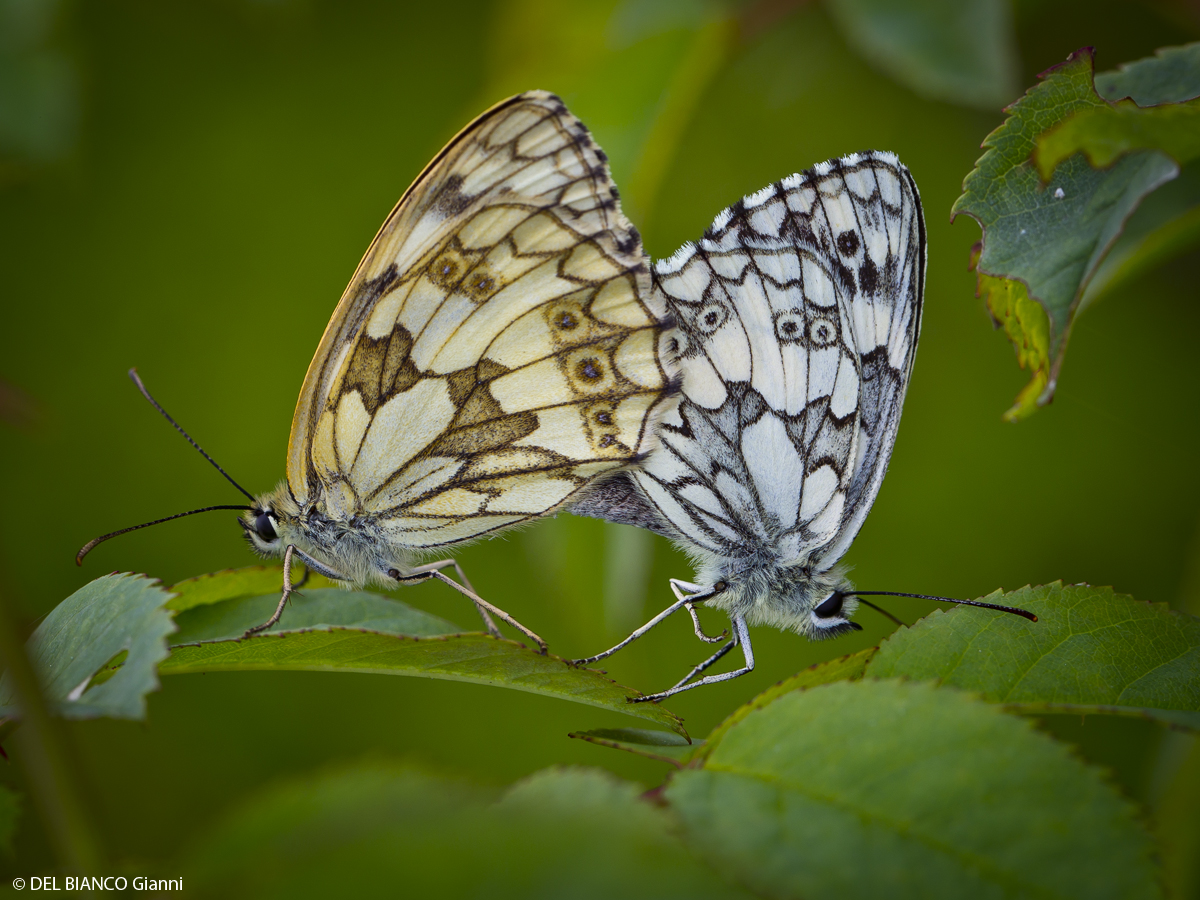 Schachbrett-Schmetterling Paarung