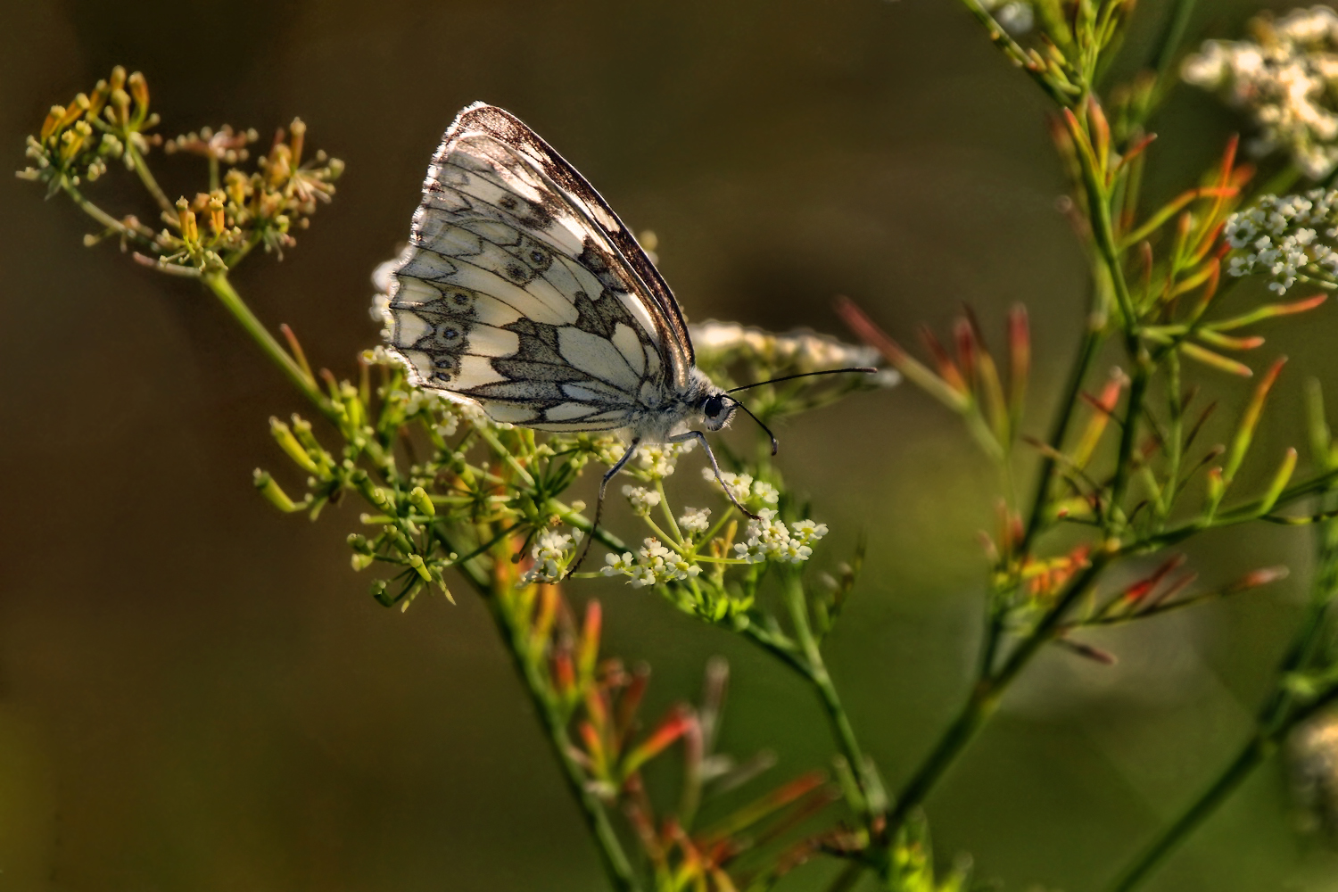 Schachbrett Schmetterling, vermut ich mal