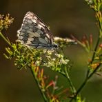 Schachbrett Schmetterling, vermut ich mal