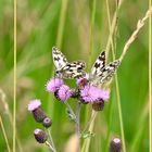 Schachbrett Schmetterlinge auf Distel