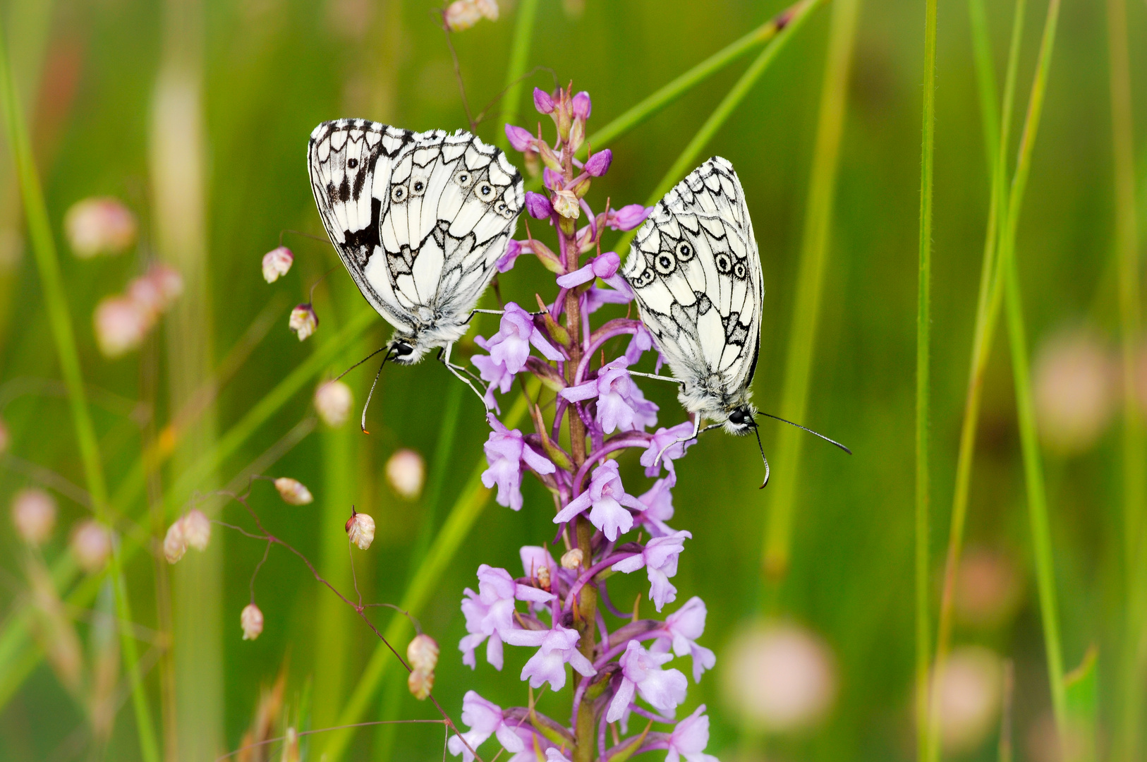 Schachbrett Schmetterlinge auf einer Mücken-Händelwurz (Gymnadenia conopsea)