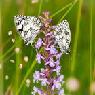 Schachbrett Schmetterlinge auf einer Mücken-Händelwurz (Gymnadenia conopsea)