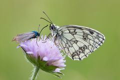 Schachbrett und Sauerampfer- Grünwidderchen