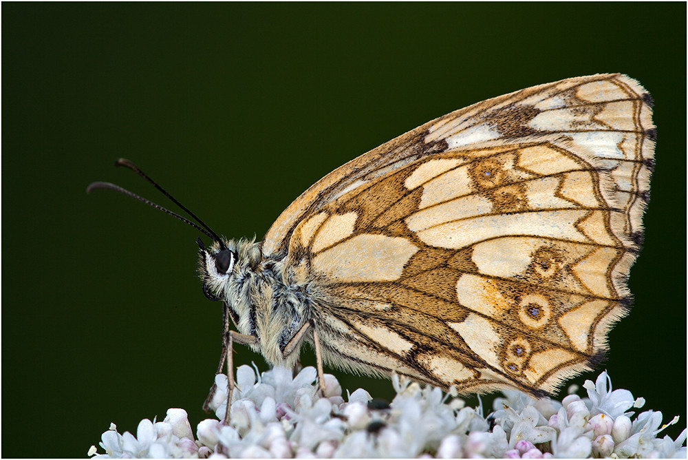 Schachbrett (Weibchen)