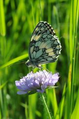 Schachbrett Weibchen (Melanargia galathea)