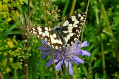 Schachbrett Weibchen (Melanargia galathea)