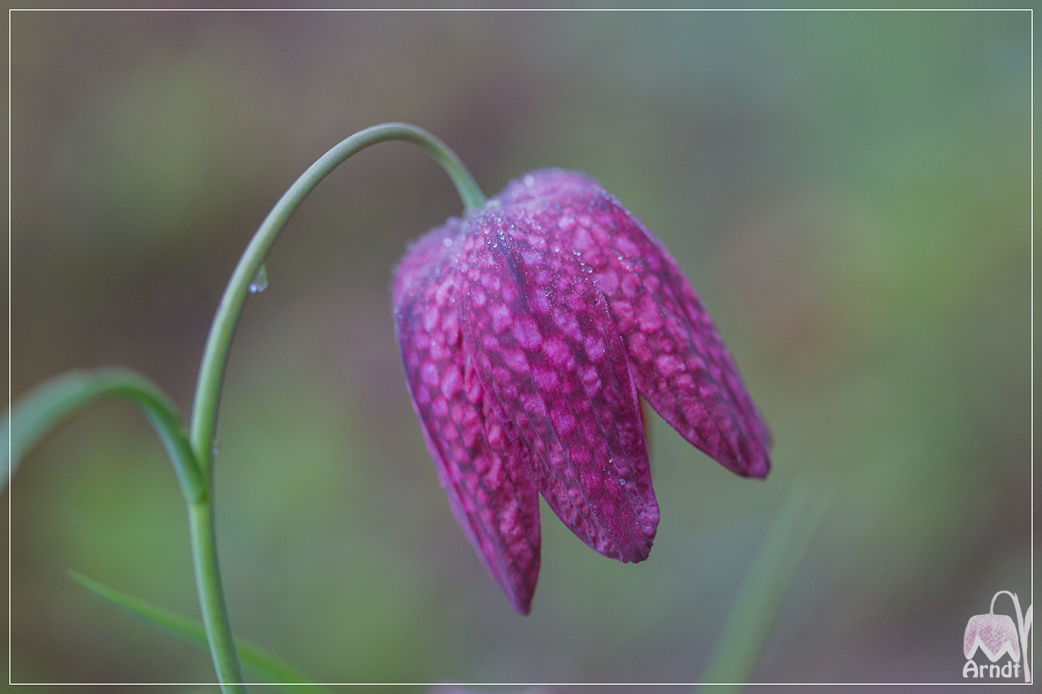 Schachbrettblümchen