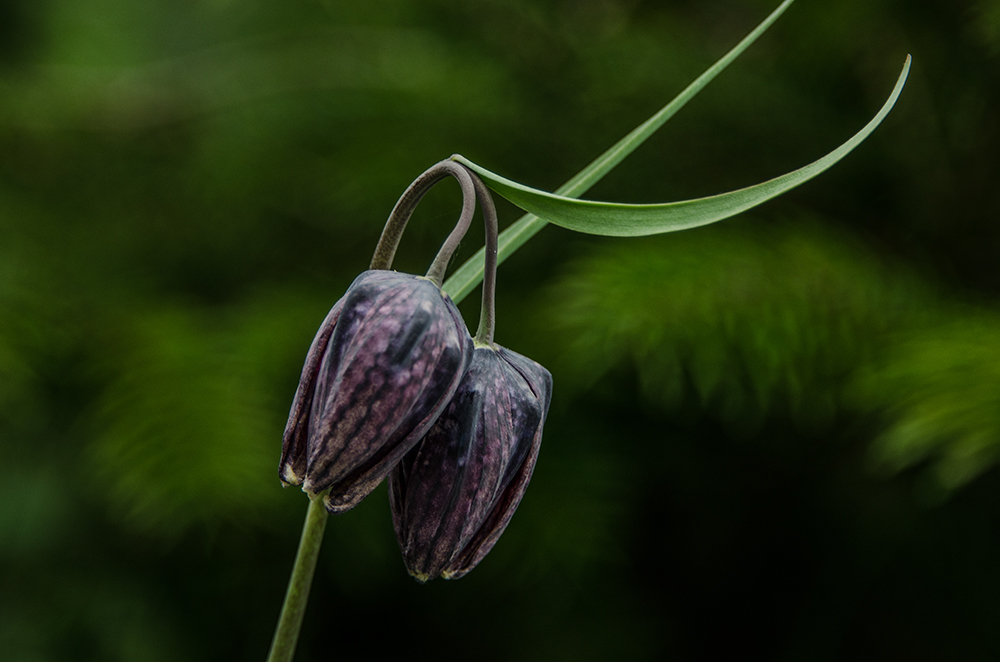 Schachbrettblümchen