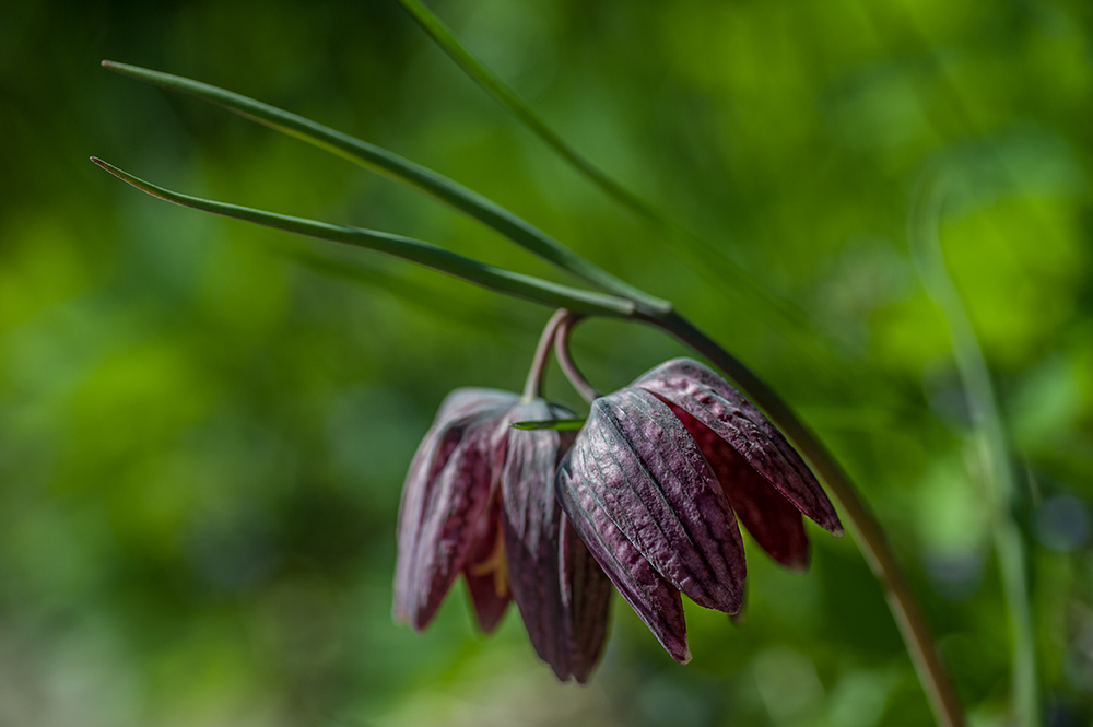 Schachbrettblümchen