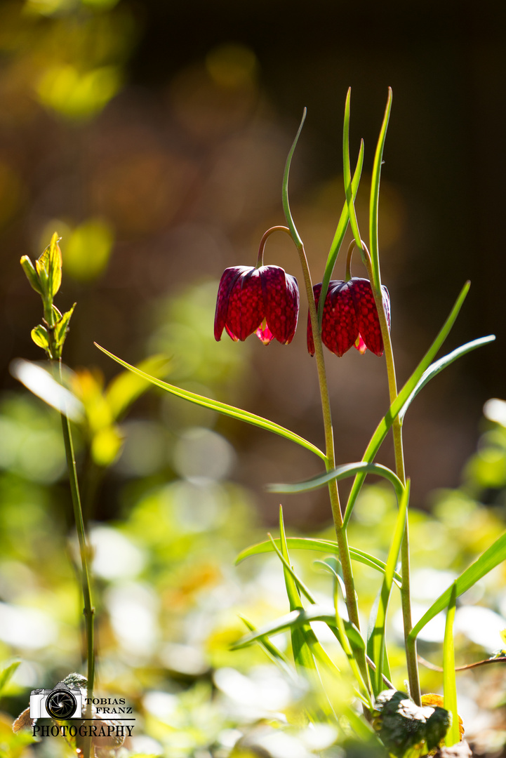 Schachbrettblümchen