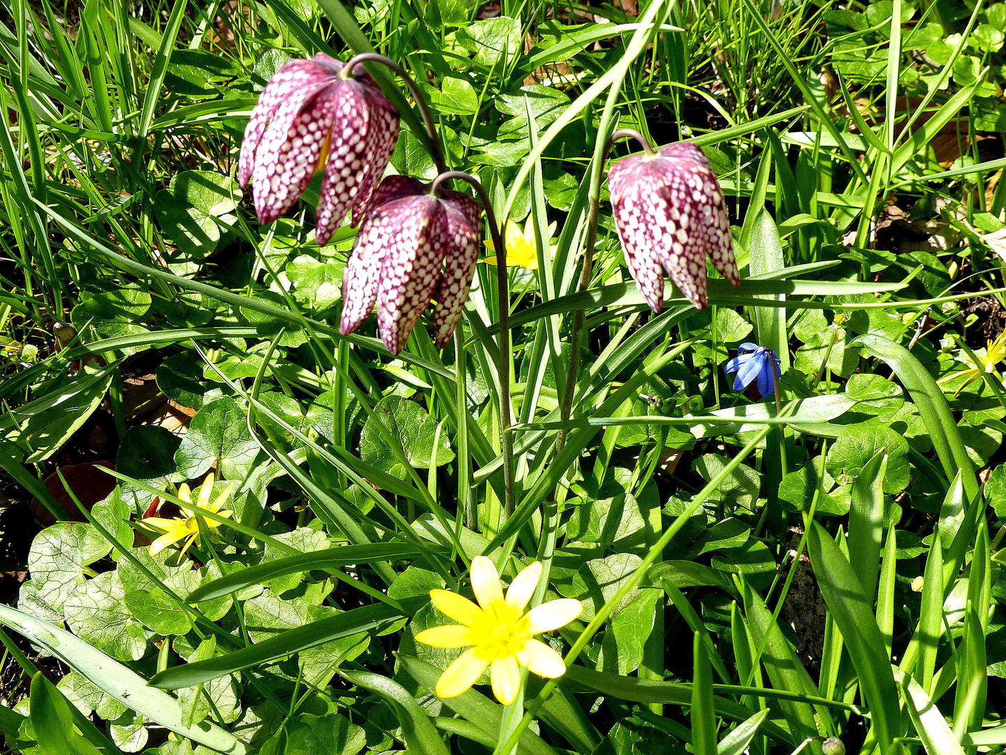 Schachbrettblümchen grüßen zum Mittwoch