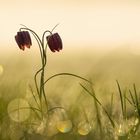 Schachbrettblümchen im frühen Gegenlicht