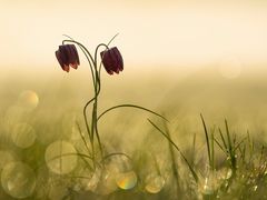 Schachbrettblümchen im frühen Gegenlicht