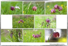 Schachbrettblümchen in Hülle und Fülle