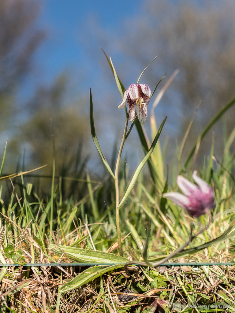 Schachbrettblüme gespiegelt