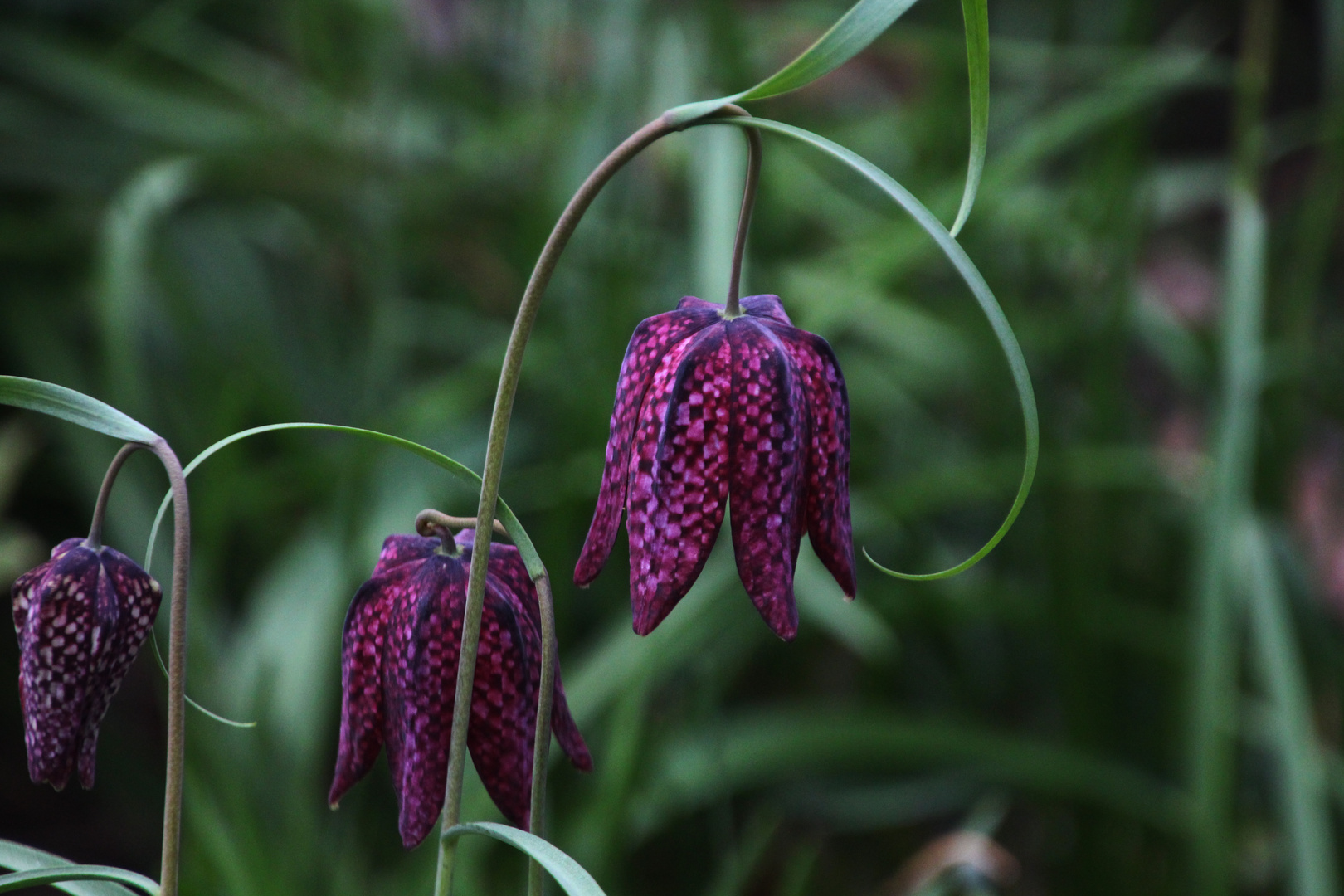 Schachbrettblüte