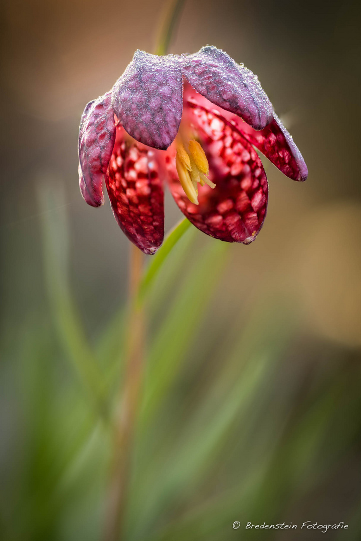 Schachbrettblüte