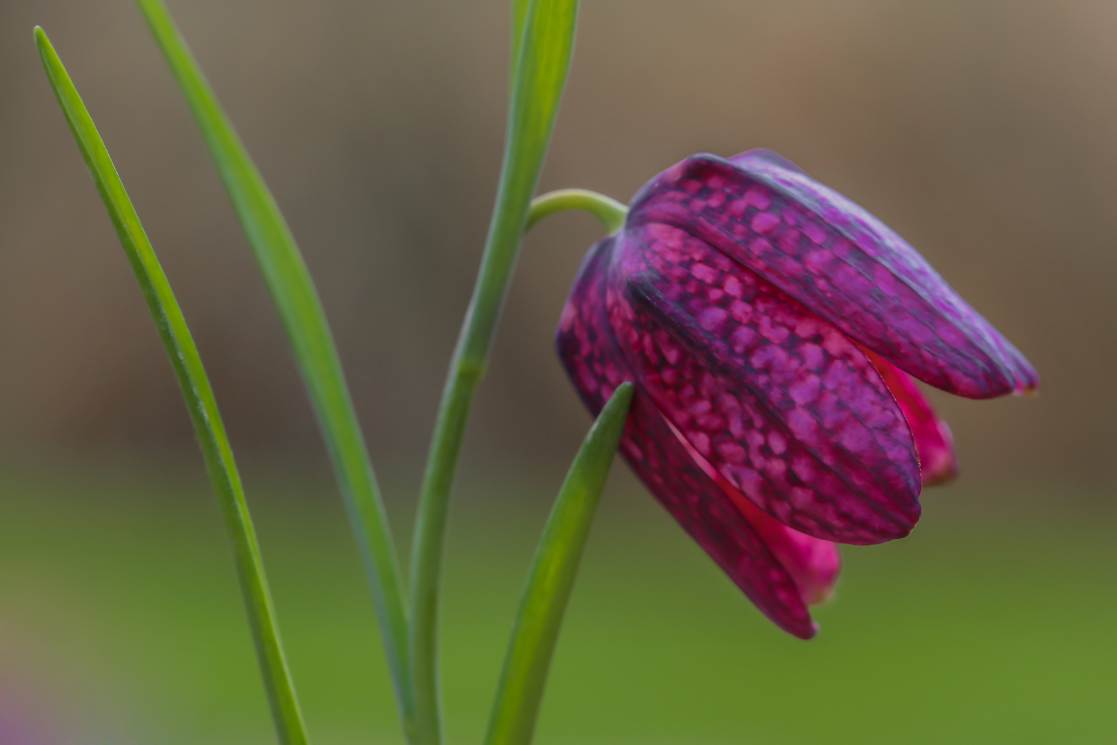 Schachbrettblüte