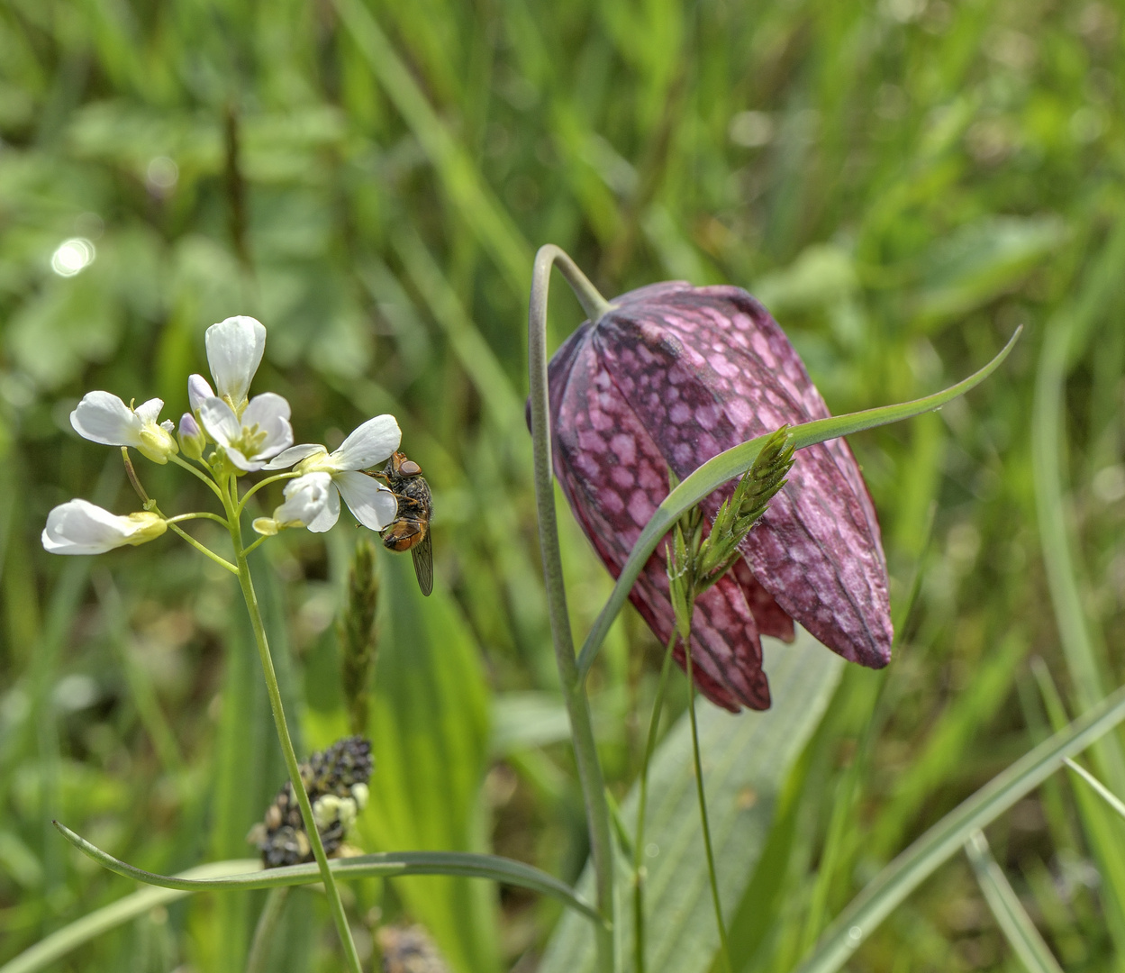 Schachbrettblume 01