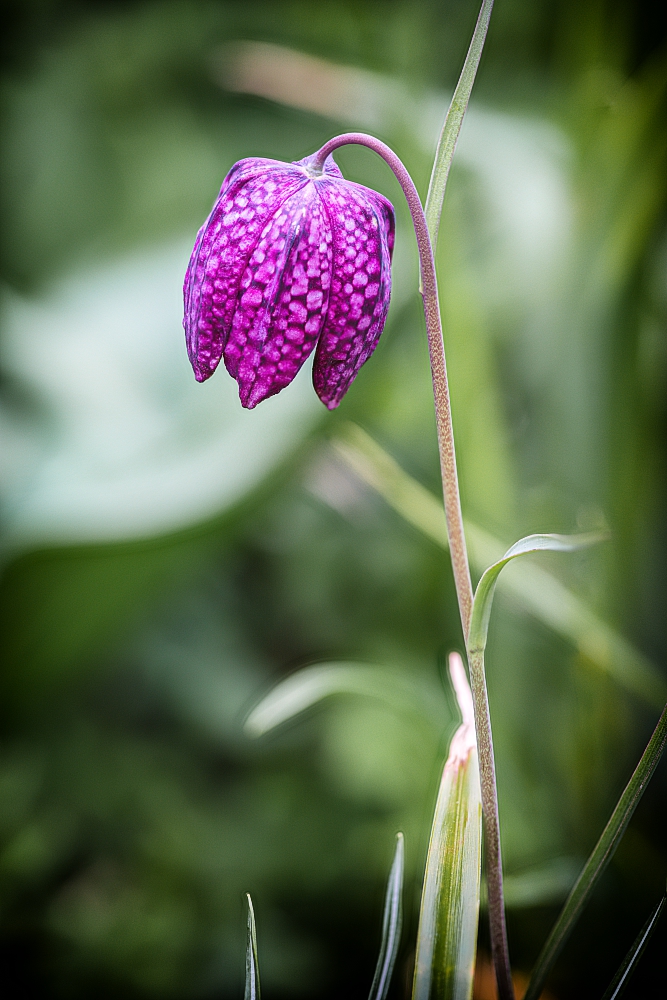 Schachbrettblume