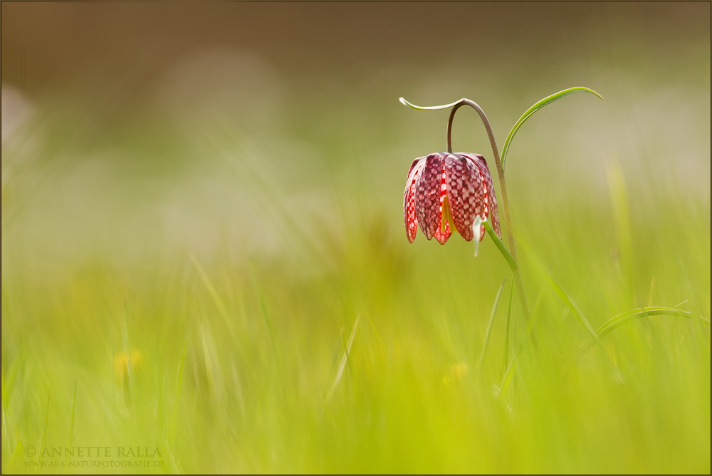 Schachbrettblume