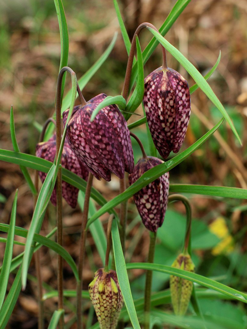 Schachbrettblume