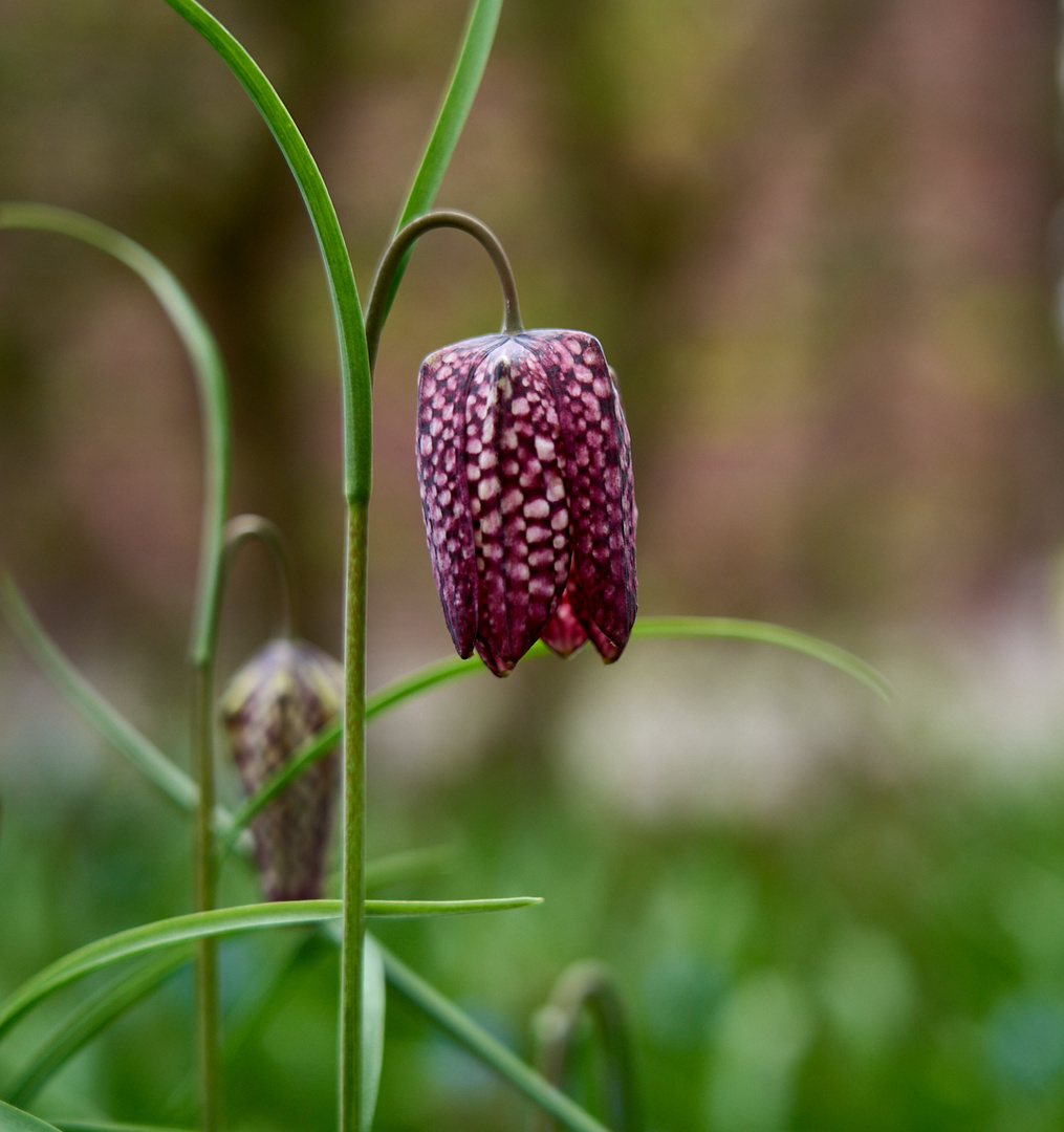 Schachbrettblume