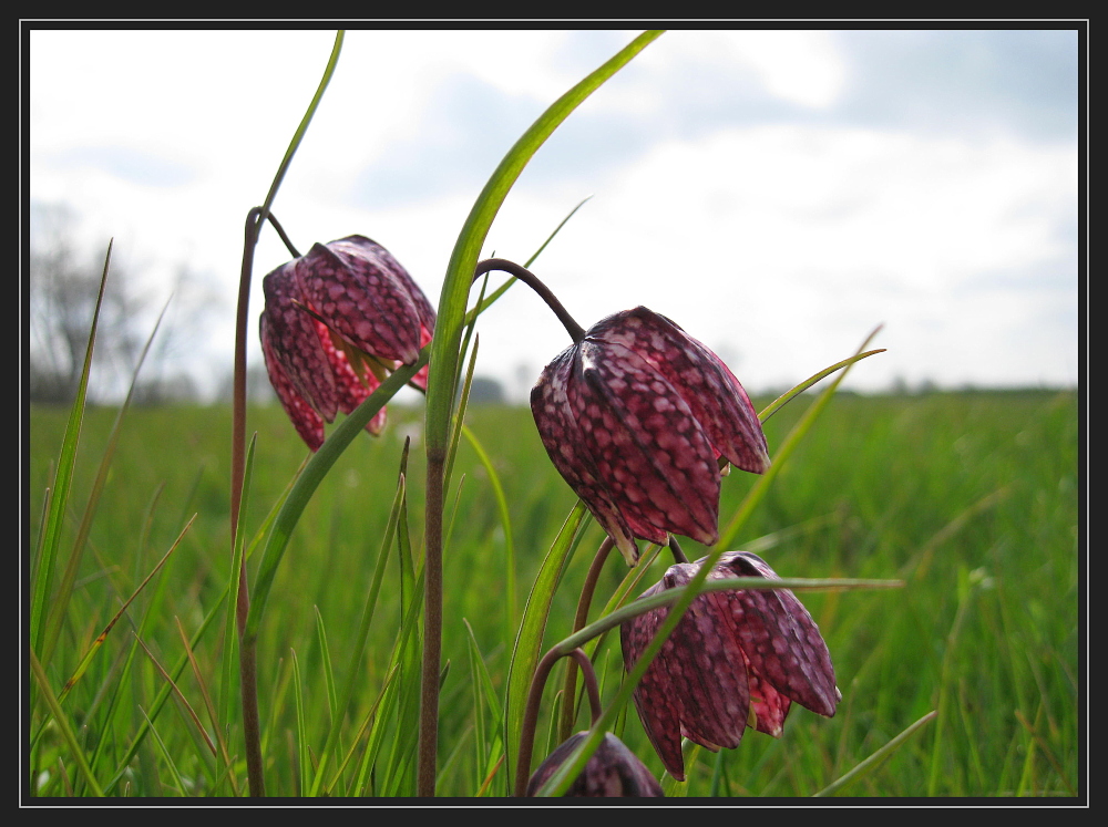 Schachbrettblume