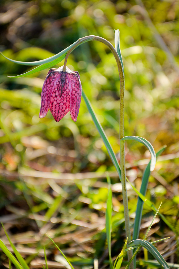 Schachbrettblume