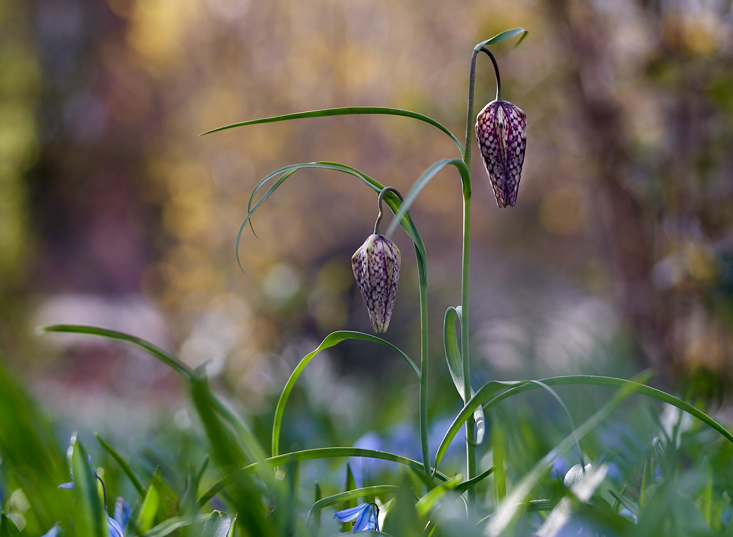 Schachbrettblume (2)