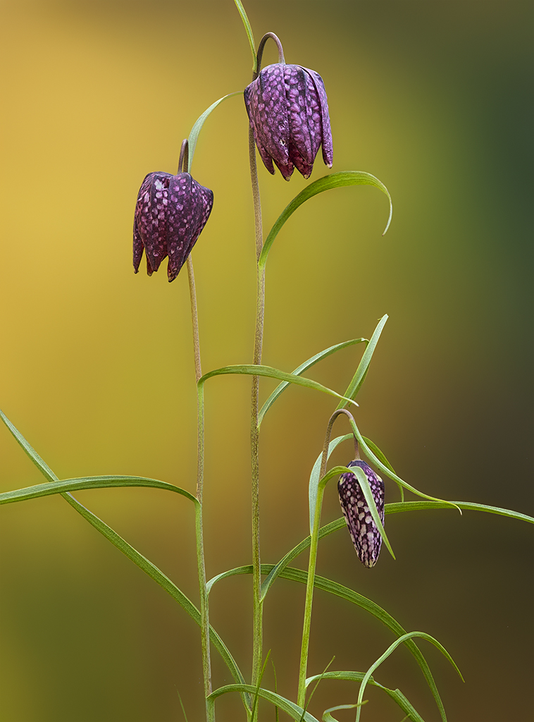 Schachbrettblume 2017