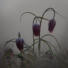 Schachbrettblume   -   2020    ( Fritillaria meleagris )