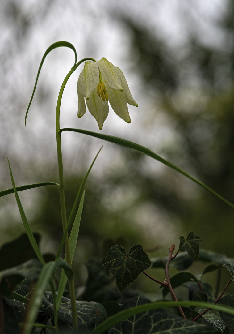 Schachbrettblume