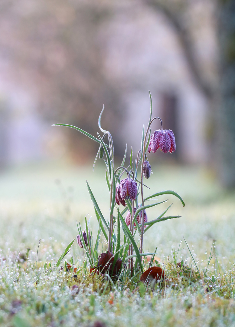 Schachbrettblume