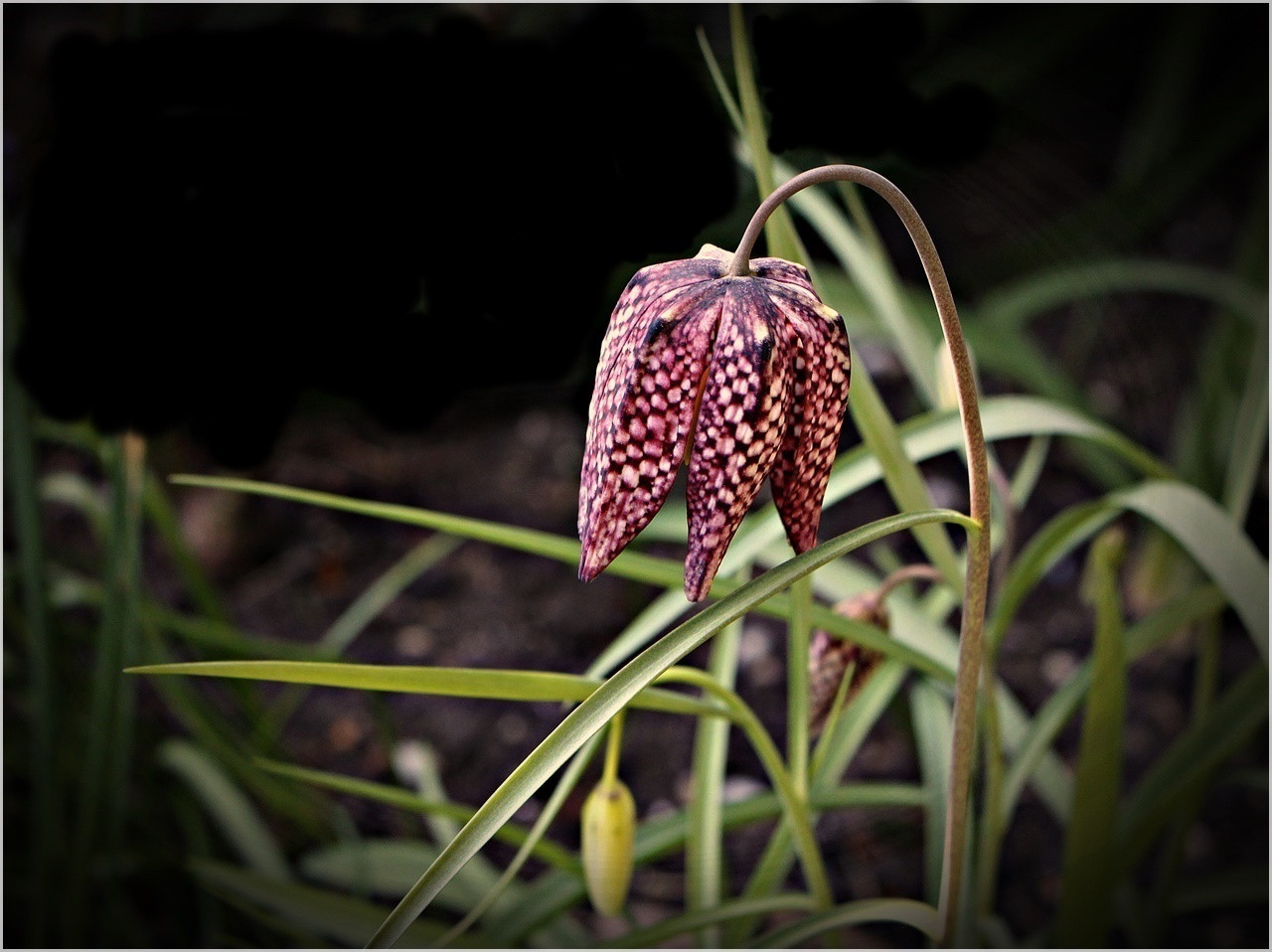 Malvorlage schachbrettblume kostenlos Idea