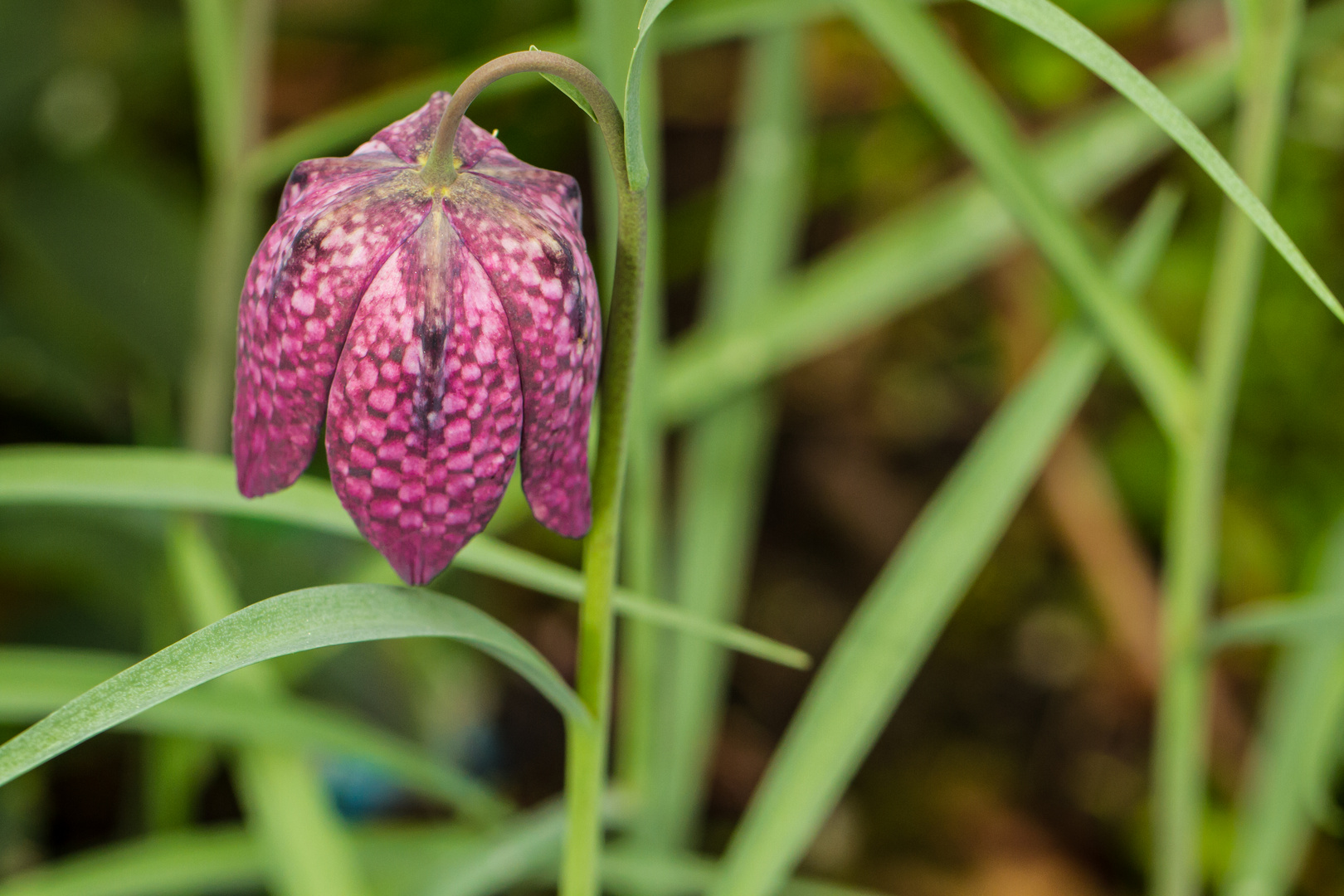 Schachbrettblume