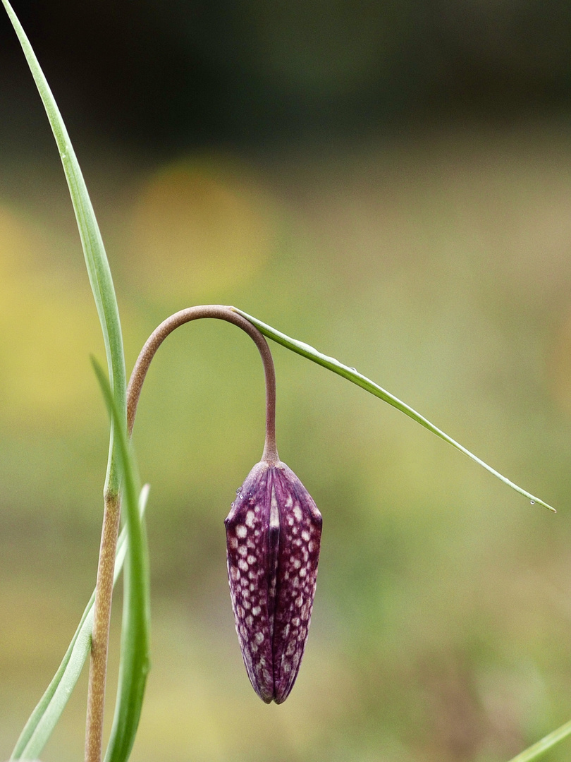 Schachbrettblume